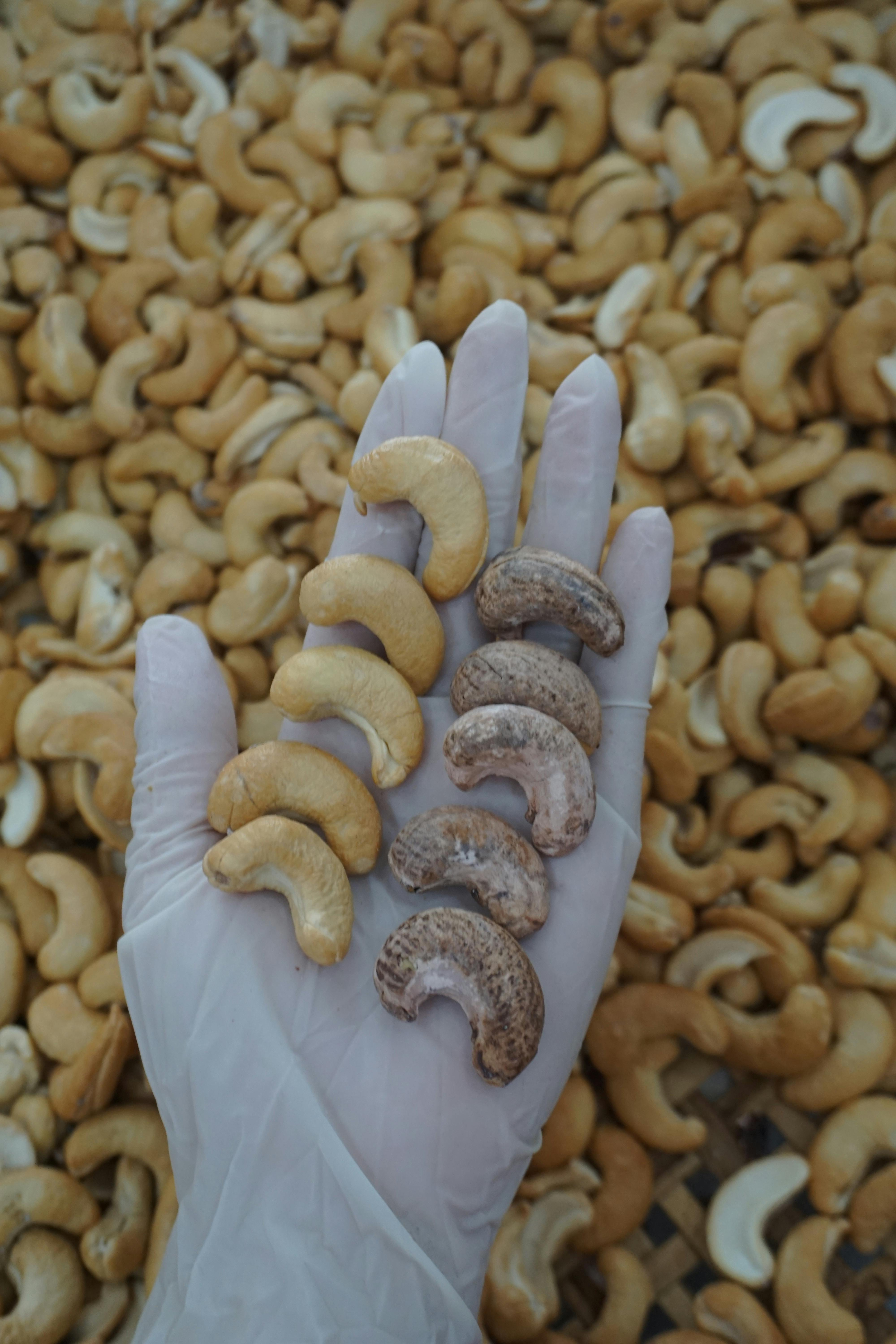 Premium Cashew Nuts